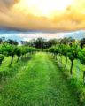 Boutique accommodation set on an private vineyard! - Hunter Valley - Australia Hotels