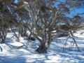 Twin Seasons 5 - Deluxe Holiday Apartment - Snowy Mountains - Australia Hotels