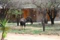 Leopardsong Game Lodge - Cullinan - South Africa Hotels