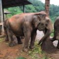 walk with the elephants & return to your cottage - Chiang Mai - Thailand Hotels